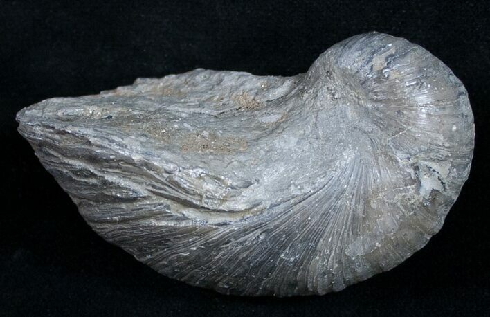 Gryphaea (Devil's Toenail) Fossil Oyster - Jurassic #9909